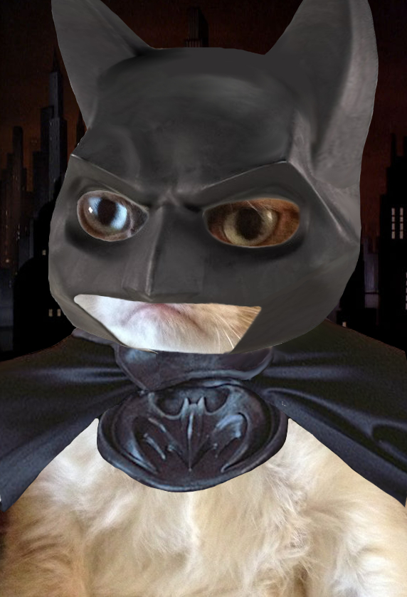 Batcat.jpg