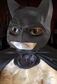 Batcat.jpg