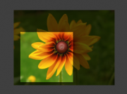 Previewback flower theme.png